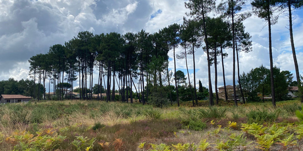 terrain à RION DES LANDES (40370)