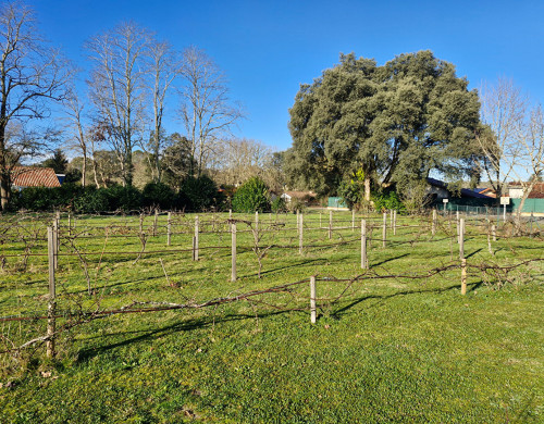 terrain  ST MICHEL ESCALUS