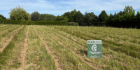 terrain à BRASSEMPOUY (40330)