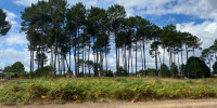 terrain à RION DES LANDES (40370)