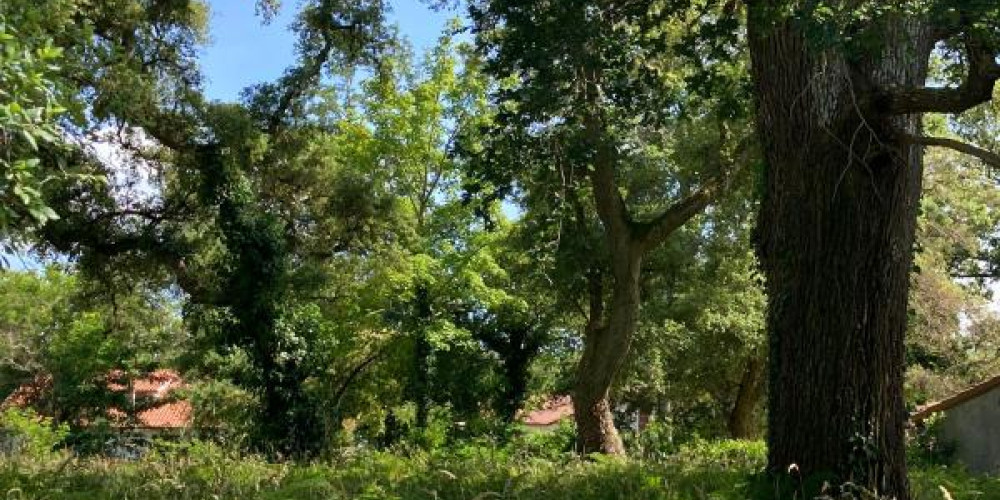 terrain à MOLIETS ET MAA (40660)
