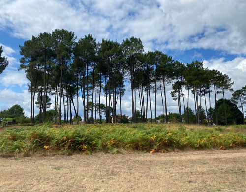 terrain  RION DES LANDES