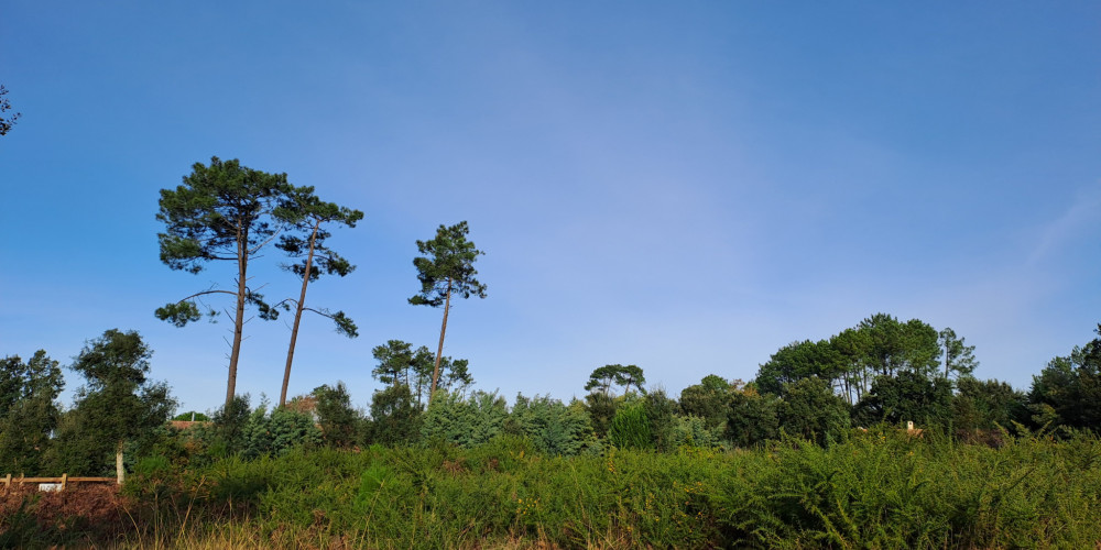 terrain à MOLIETS ET MAA (40660)