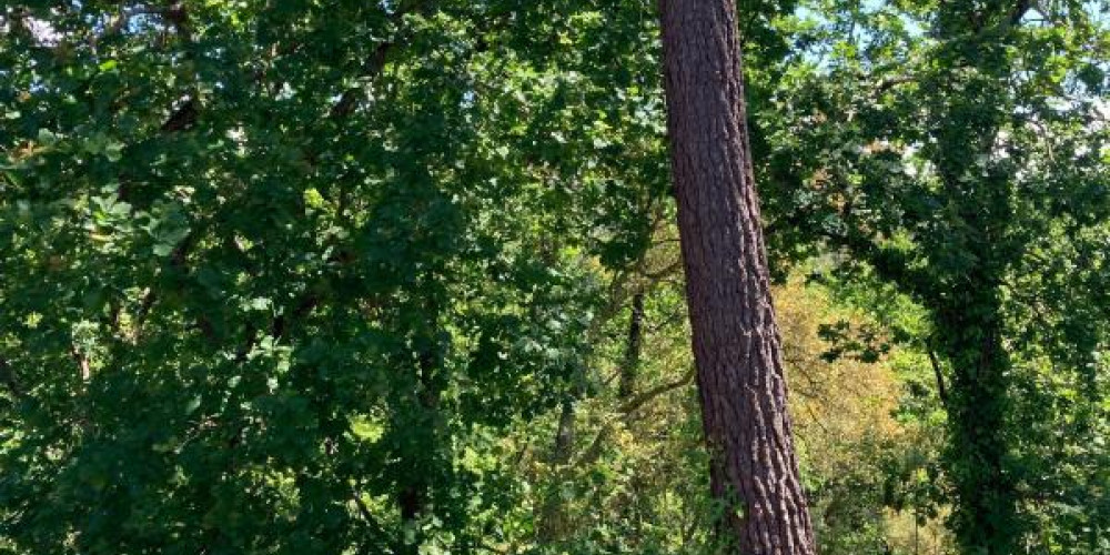 maison à MOLIETS ET MAA (40660)