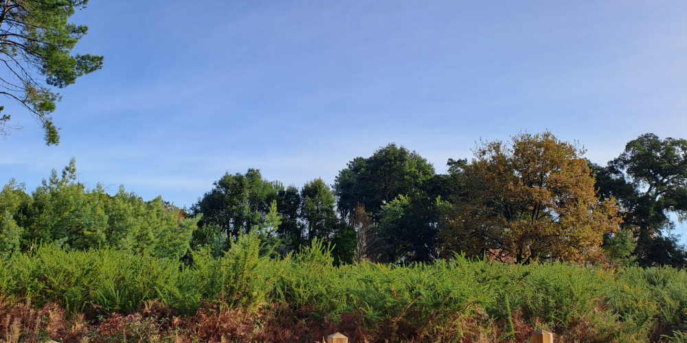 terrain à MOLIETS ET MAA (40660)