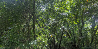 terrain à TARNOS (40220)