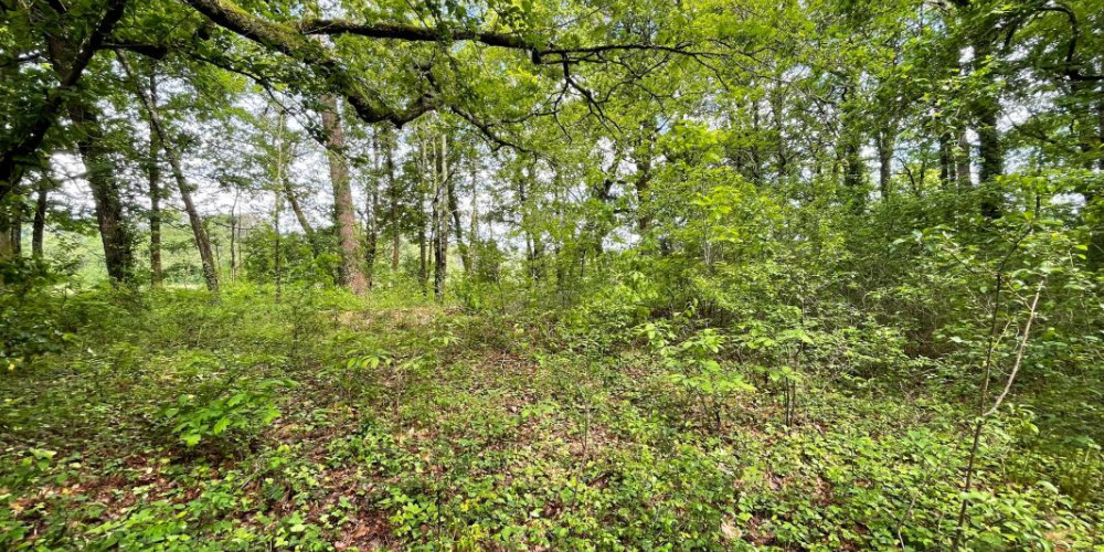 terrain à ST GEOURS DE MAREMNE (40230)