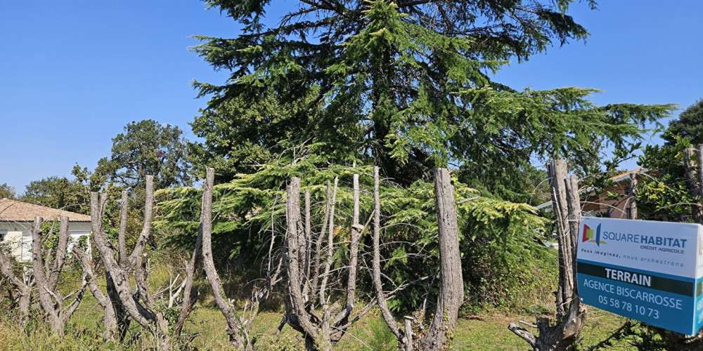 terrain à PARENTIS EN BORN (40160)