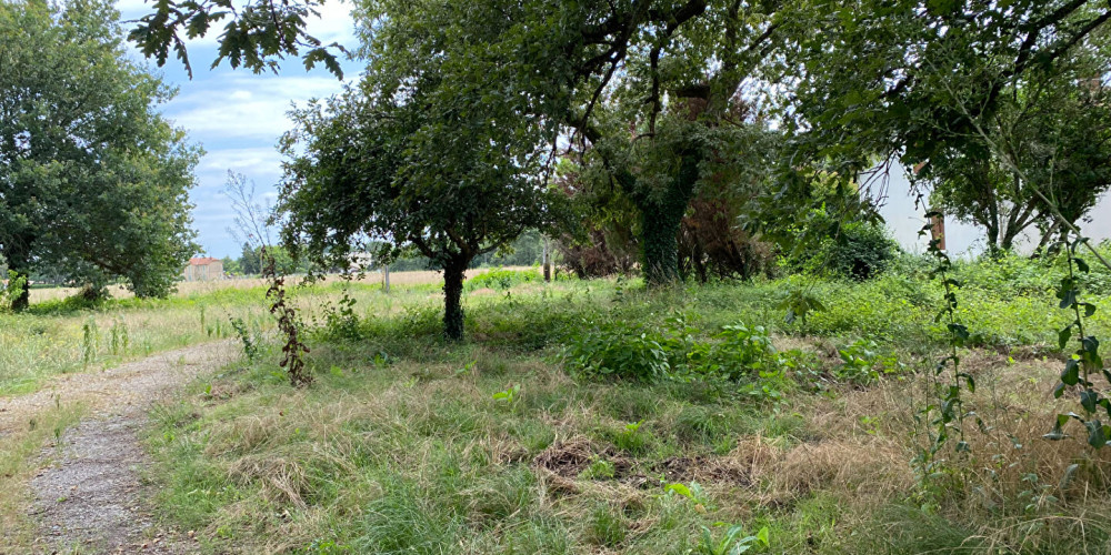 terrain à RION DES LANDES (40370)