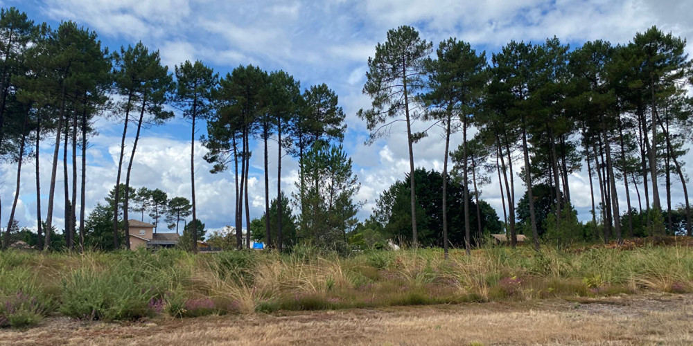 terrain à RION DES LANDES (40370)