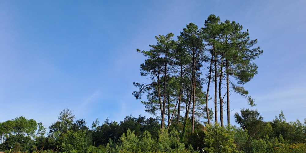 terrain à MOLIETS ET MAA (40660)