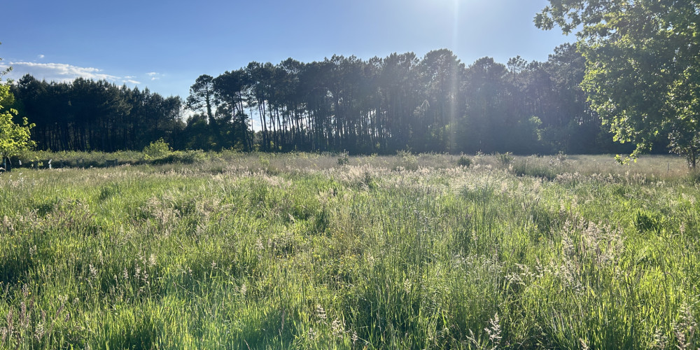 terrain à TOSSE (40230)