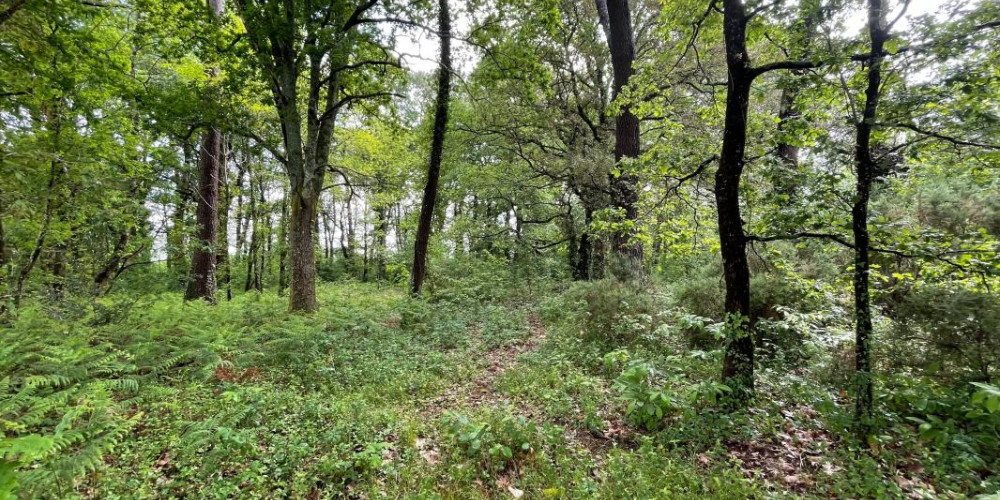terrain à ST GEOURS DE MAREMNE (40230)