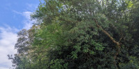 terrain à TARNOS (40220)