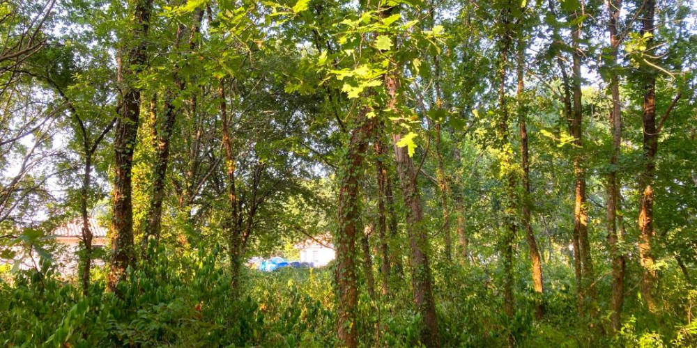 terrain à MORCENX (40110)