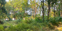 terrain à MORCENX (40110)