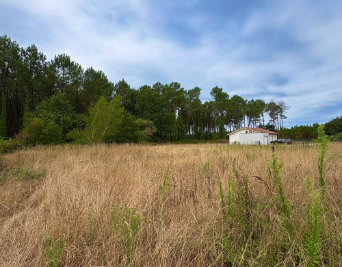 terrain  RION DES LANDES