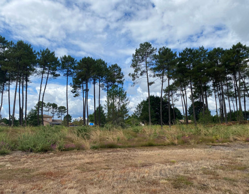 terrain  RION DES LANDES